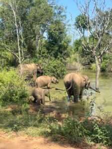 Minneriya Jeep Safari Price