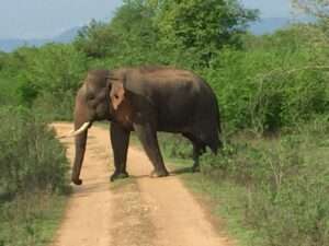 Udawalawe National Park