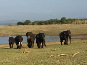 Udawalawe National Park
