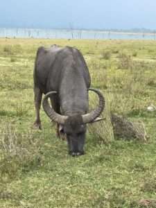 How to Book Minneriya Jeep Safari Tickets