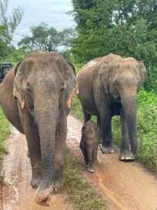 Minneriya safari
