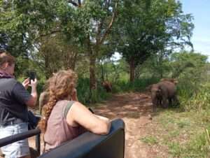 Minneriya Halfday Safari