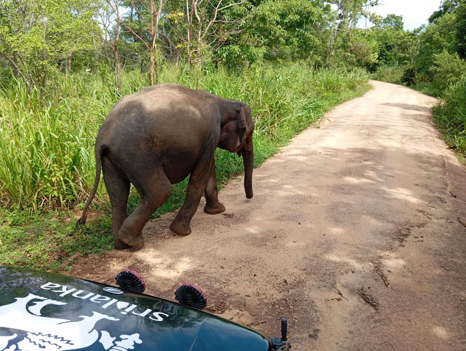 Minneriya National Park