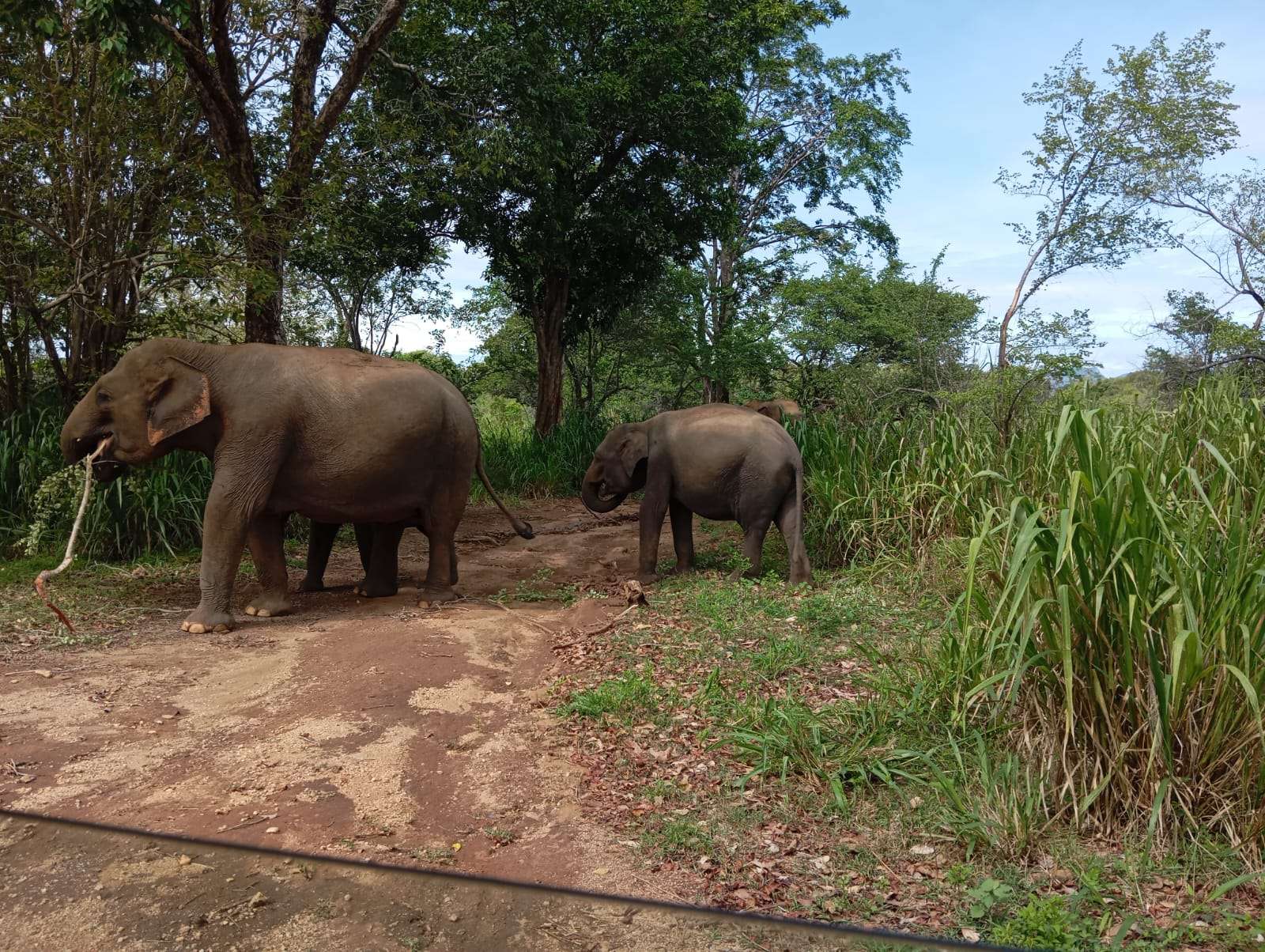Minneriya Safari Tour
