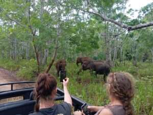 Minneriya Safari Tour